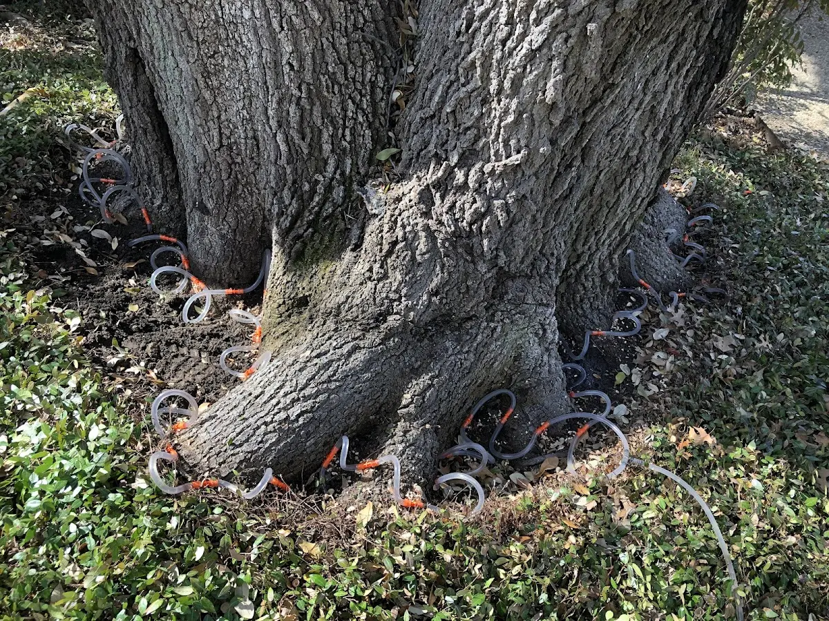 Detailed Tree Cabling and Bracing job site in Fairfax
